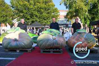 Zwaarste pompoen van Robbie Janssens uit Kattenbos weegt 622 kg