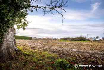 Beruchte kotbaas Appeltans dinsdag voor Tongerse rechter na illegale bomenkap rond kastelen