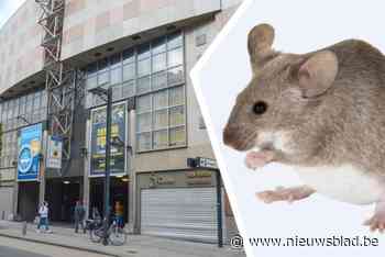 Bezoeker spot muizen tijdens bezoek aan Kinepolis: “Er is zeker geen sprake van een plaag”