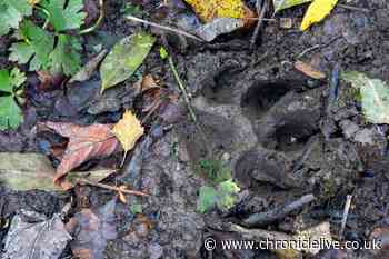 Huge paw print spotted in Northumberland reignites 'Black Cat of Tynedale' legend
