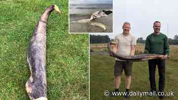 Beach cleaners are left stunned after finding out the truth behind 5ft 'sea snake' washed up on a Danish beach