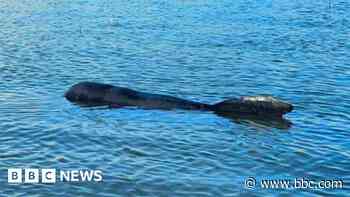 Two whales die after becoming stranded