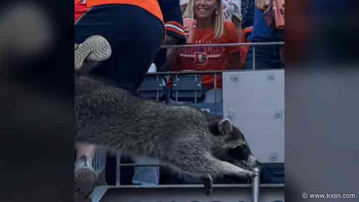 Raccoon sparks chaos in stands during Broncos game against Raiders