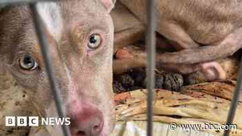 Workmen find starving puppy lying in filthy crate