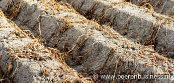 Belgische 'petatten' missen een maand aan groei