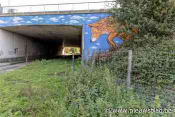 Nieuwe ecotunnel in Walem loodst dieren veilig onder E19: “Ook de Spildorenlaan werd volledig onthard”