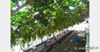 "Een van de weinige teelten waarbij de vraag jaar na jaar het aanbod overstijgt"