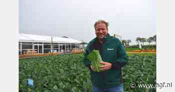Harde uien en nieuwe spits tijdens Internationale Open Dagen Hazera
