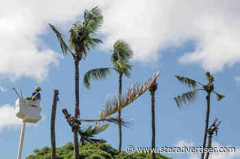 City removing palms infested by coconut rhinoceros beetles