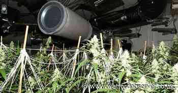 Police bust cannabis factory as 1,200 plants discovered