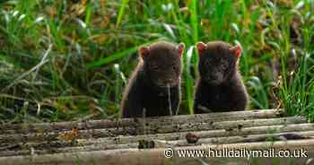 Yorkshire Wildlife Park celebrates birth of rare bush dog puppies