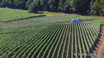 Zuspitzung im Zollstreit: China nimmt Weinbrand aus der EU ins Visier
