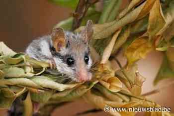 Walckierspark open voor grote publiek