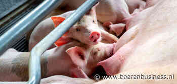 Na 10 jaar krimp groeit de Duitse varkensstapel weer