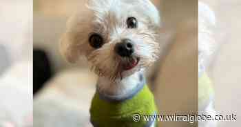 Sponsors needed for Wirral dog show in aid of local charities