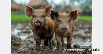 Diverse agroforestry-evenementen in oktober en november