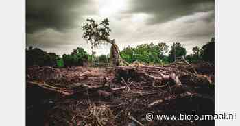 Wereldwijd 6,37 miljoen hectare bos vernietigd
