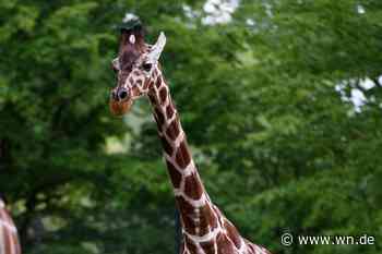 Trauer im Allwetterzoo: Giraffenkuh Nala ist tot