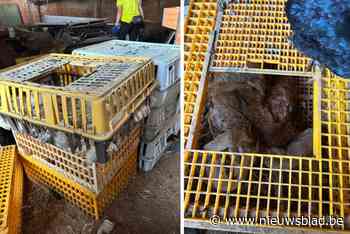 Politie en dierenasiel treffen 790 verwaarloosde kippen aan (waarvan 380 overleden)