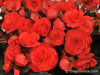 Preparing begonias for winter storage