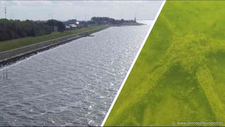 Urk - Onderwatervondst van een bos uit de Romeinse tijd werpt nieuw licht op geschiedenis van Urk