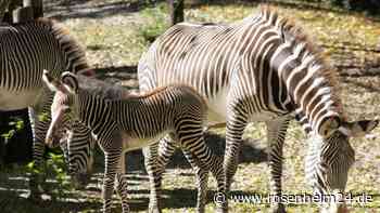 Das Zweite überhaupt: Seltenes Grevyzebra-Fohlen in Salzburg geboren