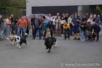 Begonnen met weddenschap, maar eeuw later is hondenkoers nog altijd populair: “Dit is de hoogdag van Appelterre”