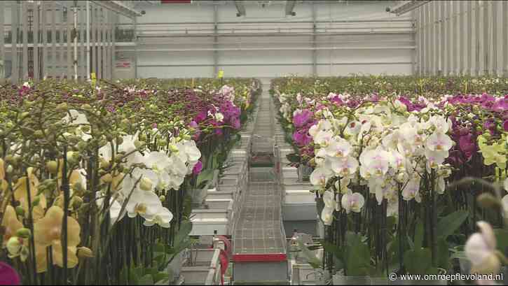 Flevoland - Nieuwsoverzicht 09/10 | Bloemenkwekers voor de rechter • Meer comfort bij noodopvang