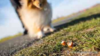 In diesen Städten ist die Giftköder-Gefahr für Hunde am größten