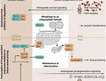 A Siah3 of relief: A role for mitophagy as a fail-safe during developmental axon pruning | Science Signaling