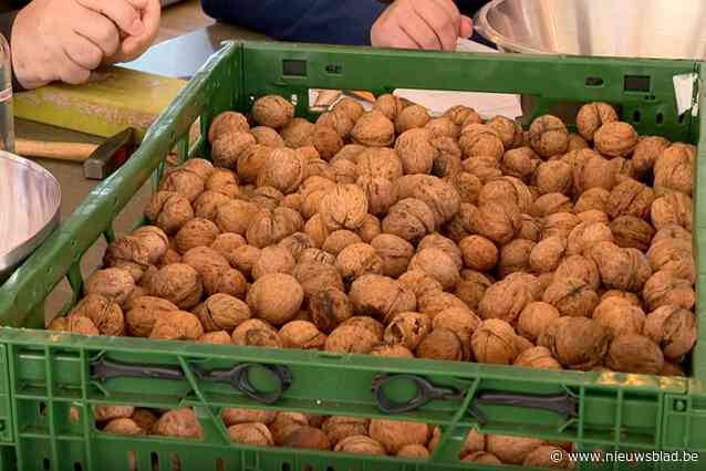 Project ‘notenkrakken’ zamelt walnoten in ten voordele van mensen met beperking