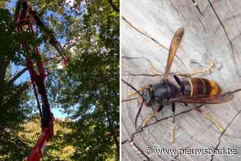 Nest met Aziatische hoornaars boven fortvijver ter plaatse verdelgd: “Al tientallen nesten laten verdelgen in Mortsel en buurgemeenten”