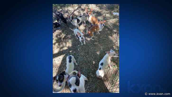 Animal rescues save 100+ dogs from Lockhart hoarding situation