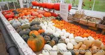 'Significant' amount of Dorset-grown pumpkins lost due to rainfall