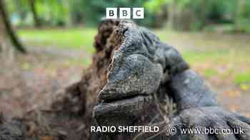 Sheffield artist: ‘Badgers ate my toad!’