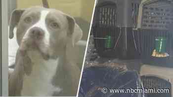 Broward Humane Society helps get animals out of Manatee County ahead of Milton