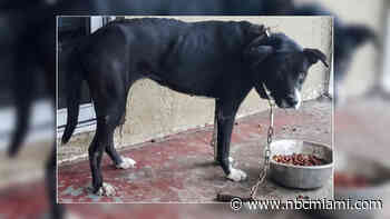 Lauderhill woman arrested after injured dog found chained up had to be euthanized: Cops