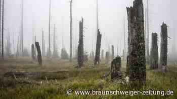 Experten legen alarmierenden Bericht über den deutschen Wald vor