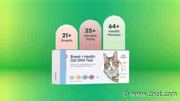 Curious About Your Cat's Health? Try This DNA Test Kit on Sale at Amazon for Nearly 50% Off