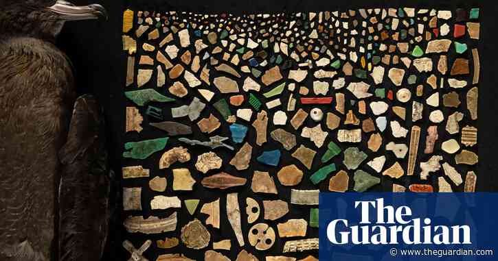 Wildlife photographer of the year 2024 winners – in pictures