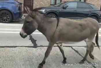 Plots zien verbouwereerde bestuurders ezel voorbijstappen