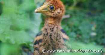 World's deadliest chick filmed eating its favourite food in Birdland