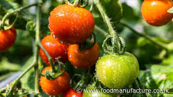Are heavy metals an emerging risk in tomatoes and salad crops?