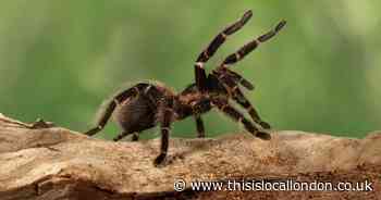 BBC scientist confirms tarantulas inhabit parts of UK during spider season