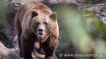 Bären-Attacke beim Pilzesammeln: Mann (†63) wird zerfleischt und verblutet grausam