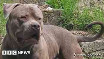 Girl, 12, stable after XL bully attack