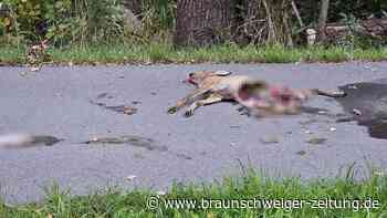 Sorge wegen toten Rehs – aber kein Wolf in Sandkamp