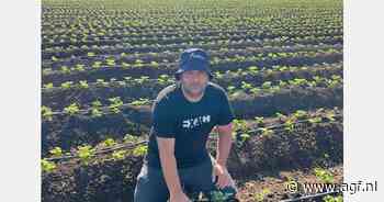 Areaal verse aardbeien in Egypte daalt ten gunste van diepgevroren