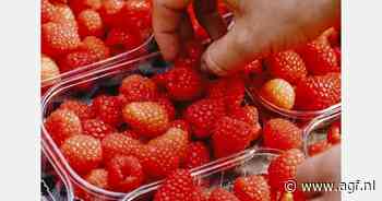 Molari en G-Berries investeren in doordragende bramenras Danna