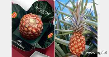 Rubyglow ananas komt in 2025 naar Europa